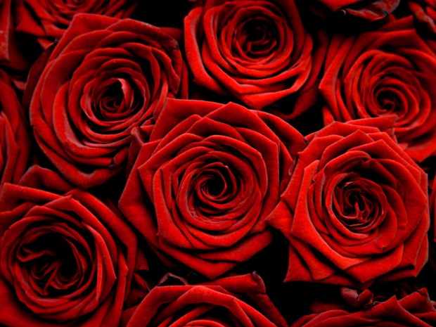 Rose-Wallpaper-flowerdrop-24322607-1024-768.jpg