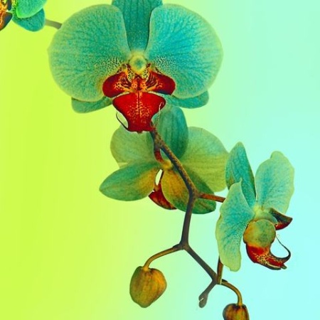 Салфетка для декупажа Braun & Company, 33х33 Tropical Orchid - «Таир»