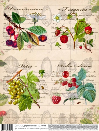 Декупажная карта "Geronimo", А4, 25г/м2, Ботаническая иллюстрация ягоды - «Таир»